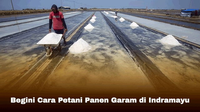 Begini Cara Petani Panen Garam di Indramayu